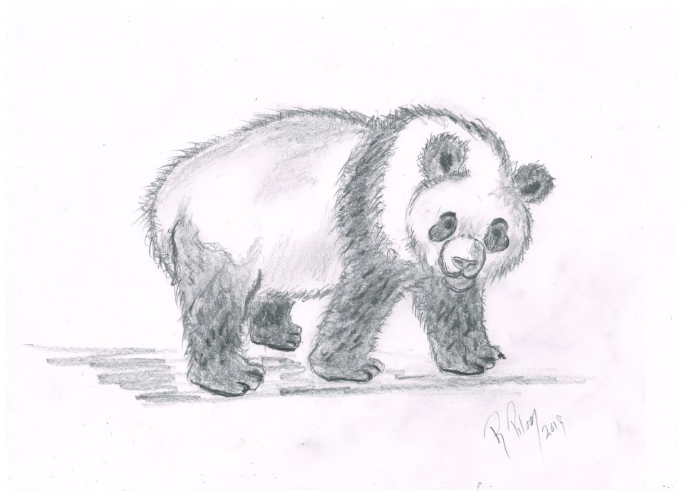 panda