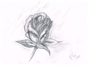 rose